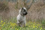 CAIRN TERRIER 622